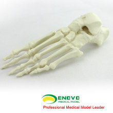 GROSSHANDELSIMULATIONS-KNOCHEN 12323 Medizinischer synthetischer Fuß-Knochen, orthopädische Praxis-Simulation Knochen
